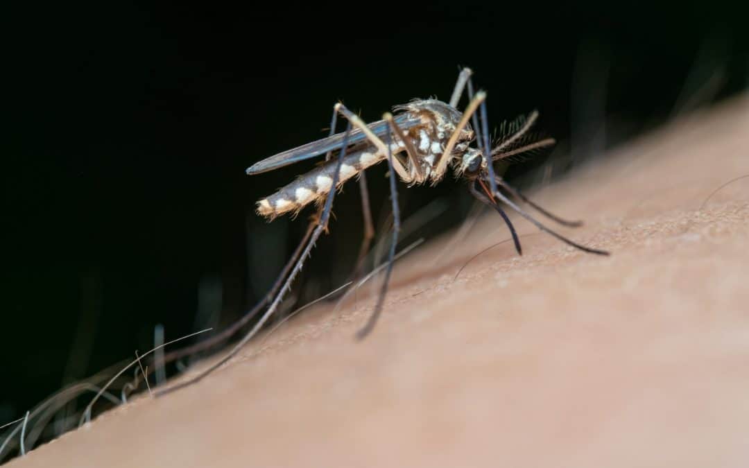 mosquito picadura